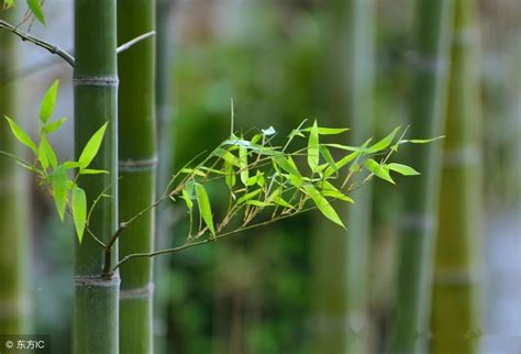 家里可以种竹子吗|如何种植竹子